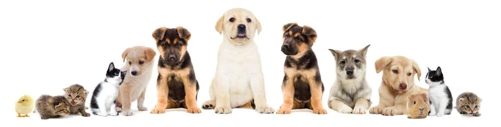 Umzug mit Haustieren