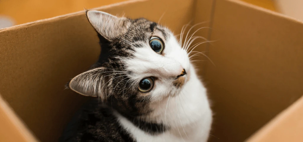 Umzug mit Haustieren: Katze im Umzugskarton